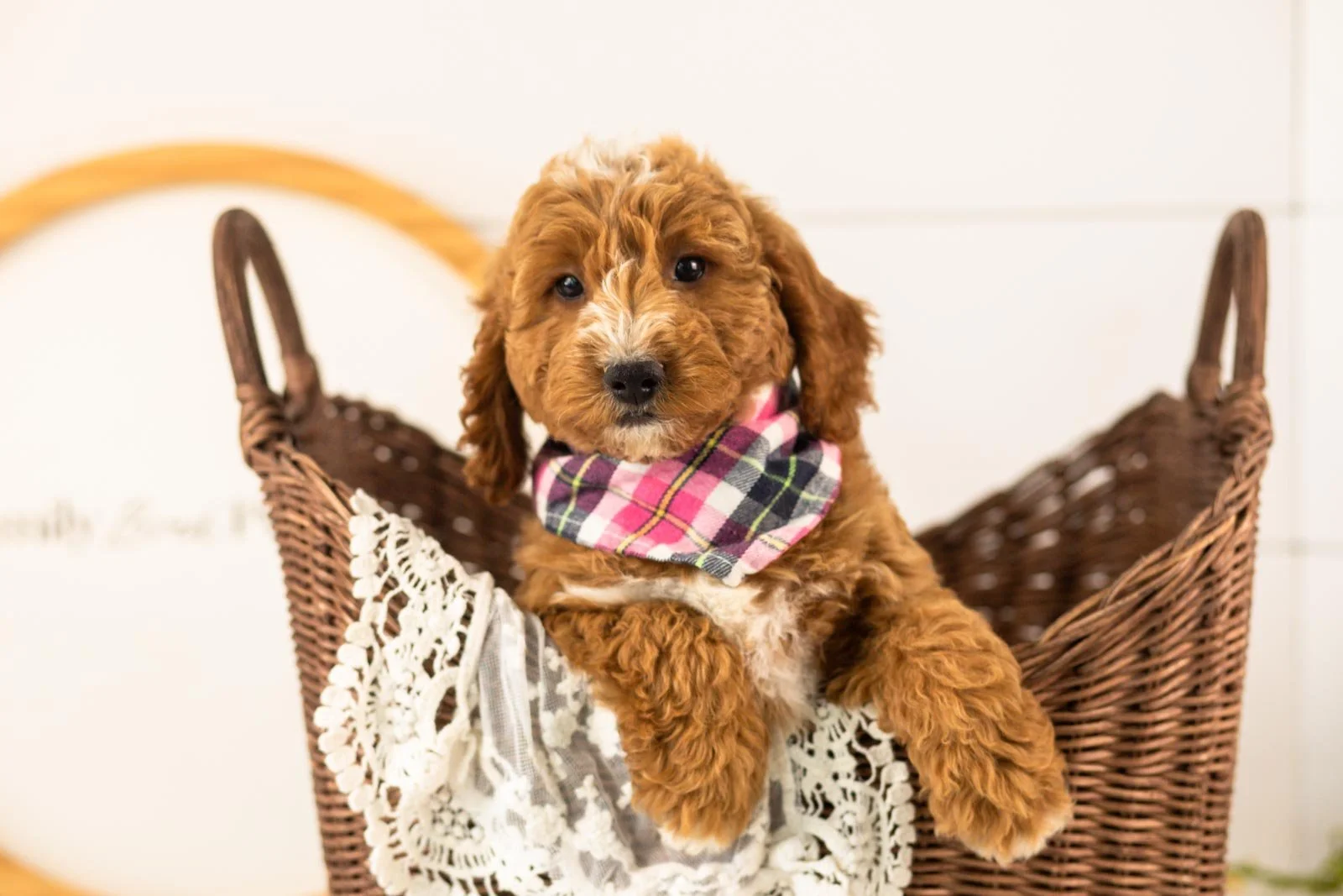 Sunny Goldendoodle for sale(3).jpg