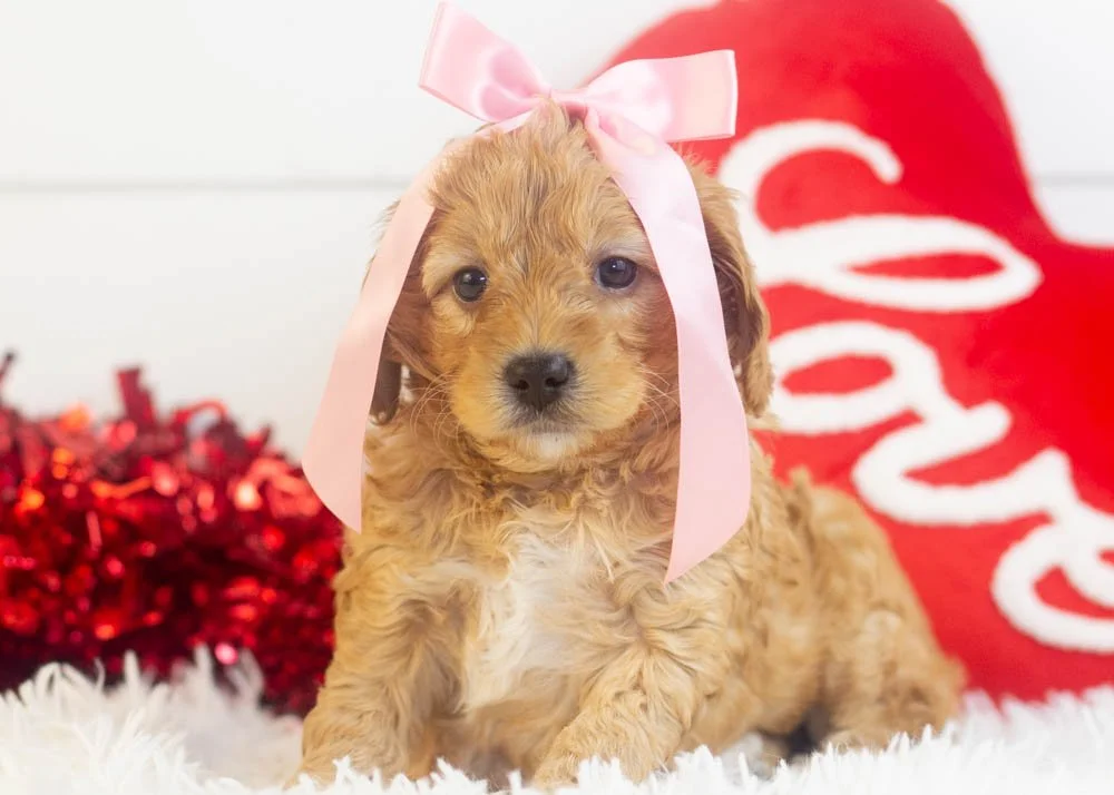 Bo Peep goldendoodle for sale(1).jpg