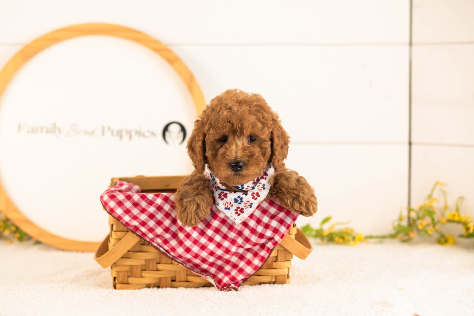 Jerry goldendoodle for sale(3).jpg