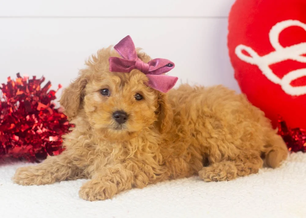 Whitney goldendoodle for sale..jpg