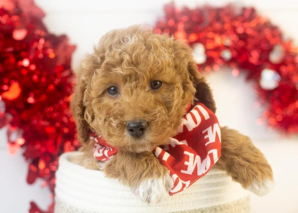 Bandit goldendoodle for sale.jpg