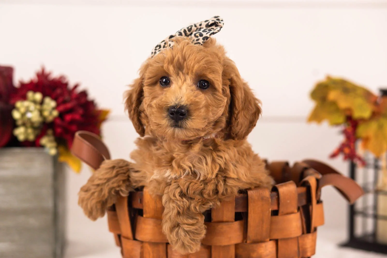 Fiona goldendoodle for sale 1.jpg