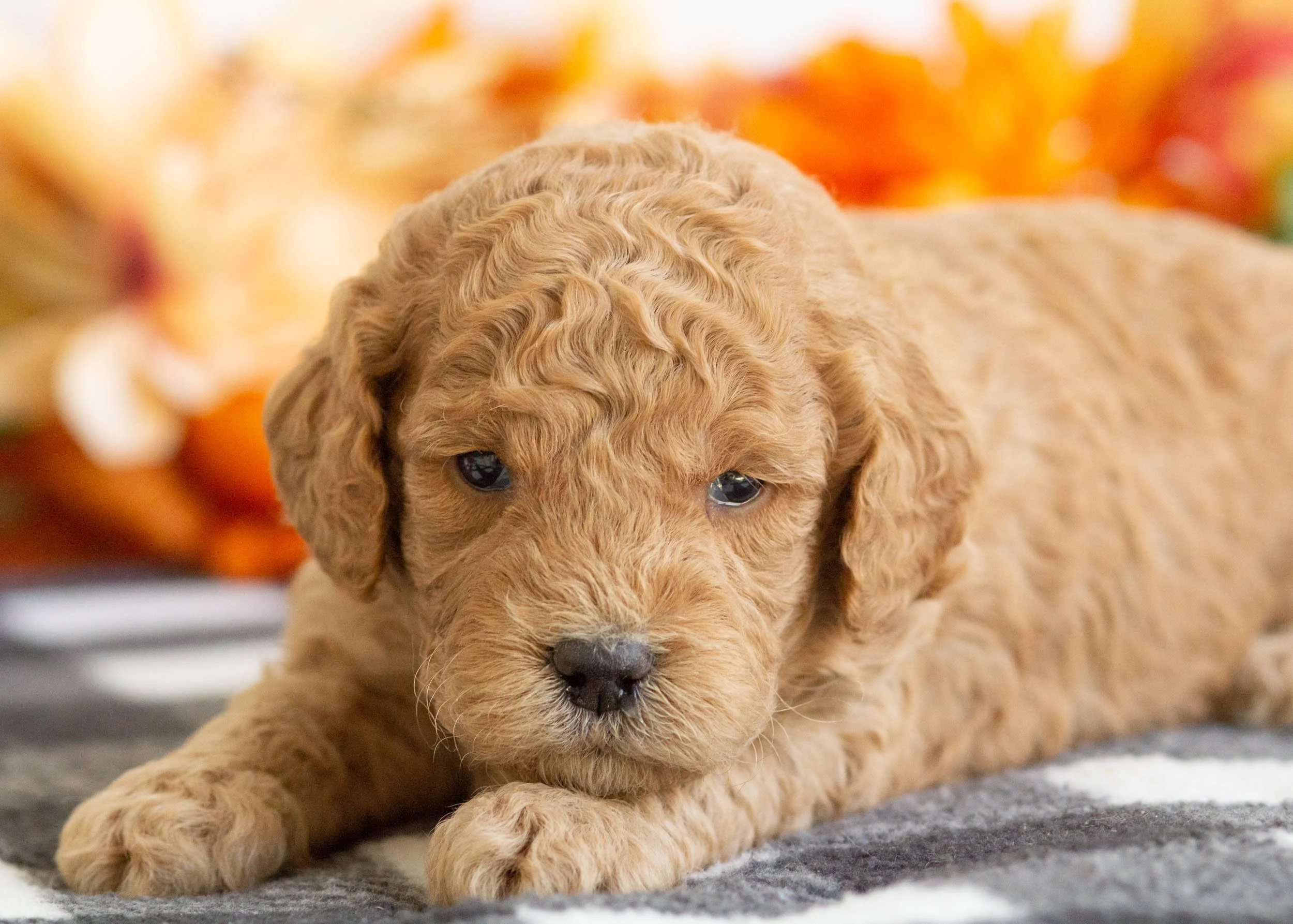 Bella goldendoodle for sale(1).jpg