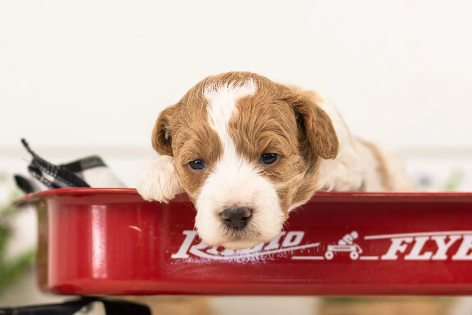 lucy goldendoodle for sale(3).jpg