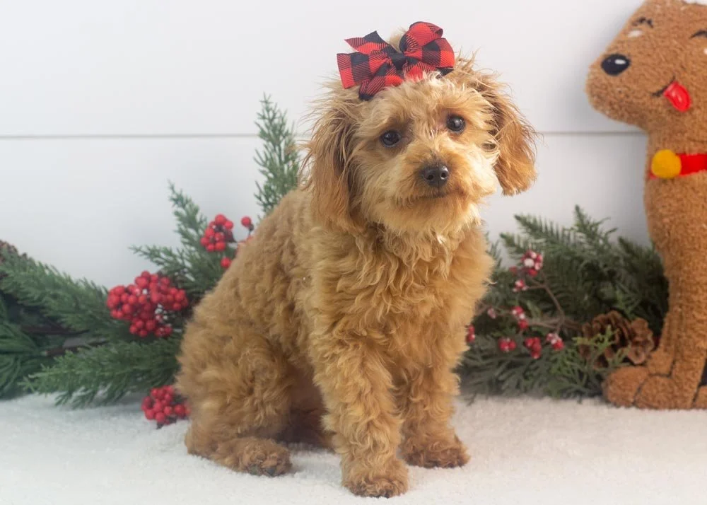 Vonda 6-30-25 Olive 4.70.jpg