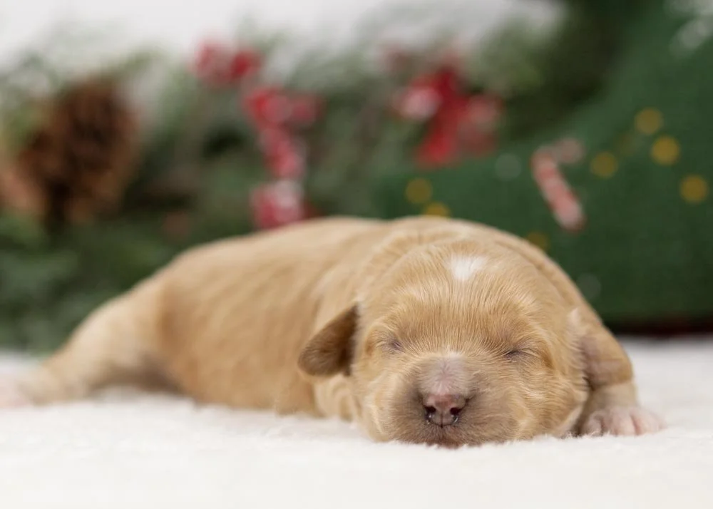 goldendoodle for sale