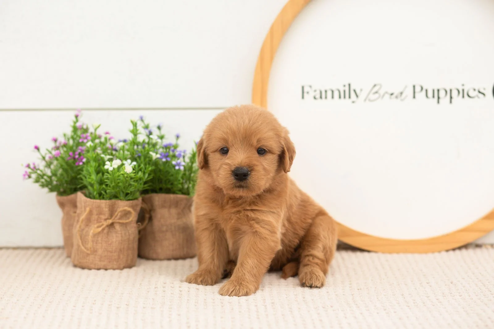esme goldendoodle for sale.(2).jpg