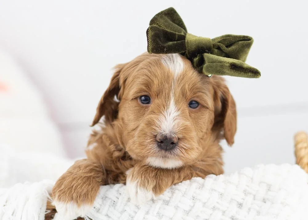 Butter goldendoodle for sale.jpg