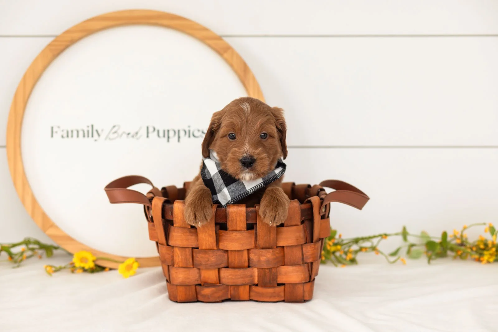 Squirtle goldendoodle for sale(4).jpg