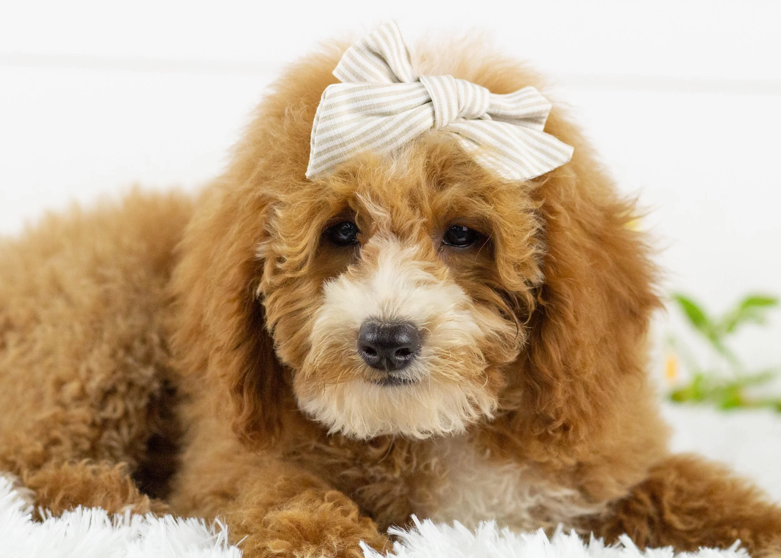 Tina goldendoodle for sale.jpg