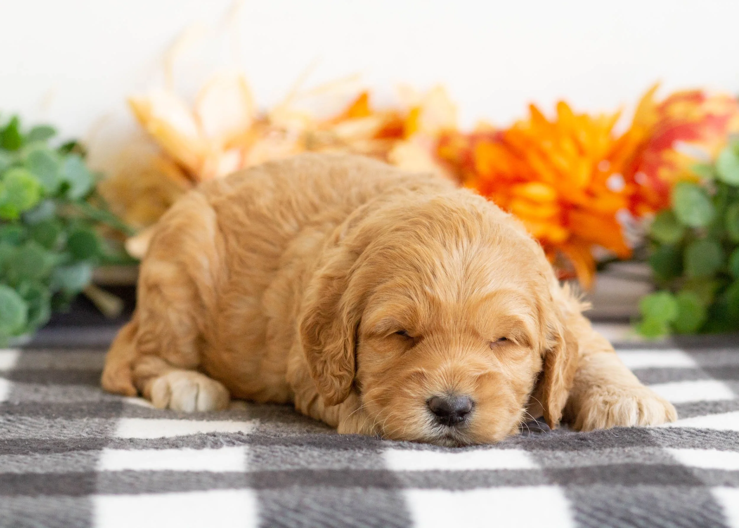 Beauty goldendoodle for sale(2).jpg