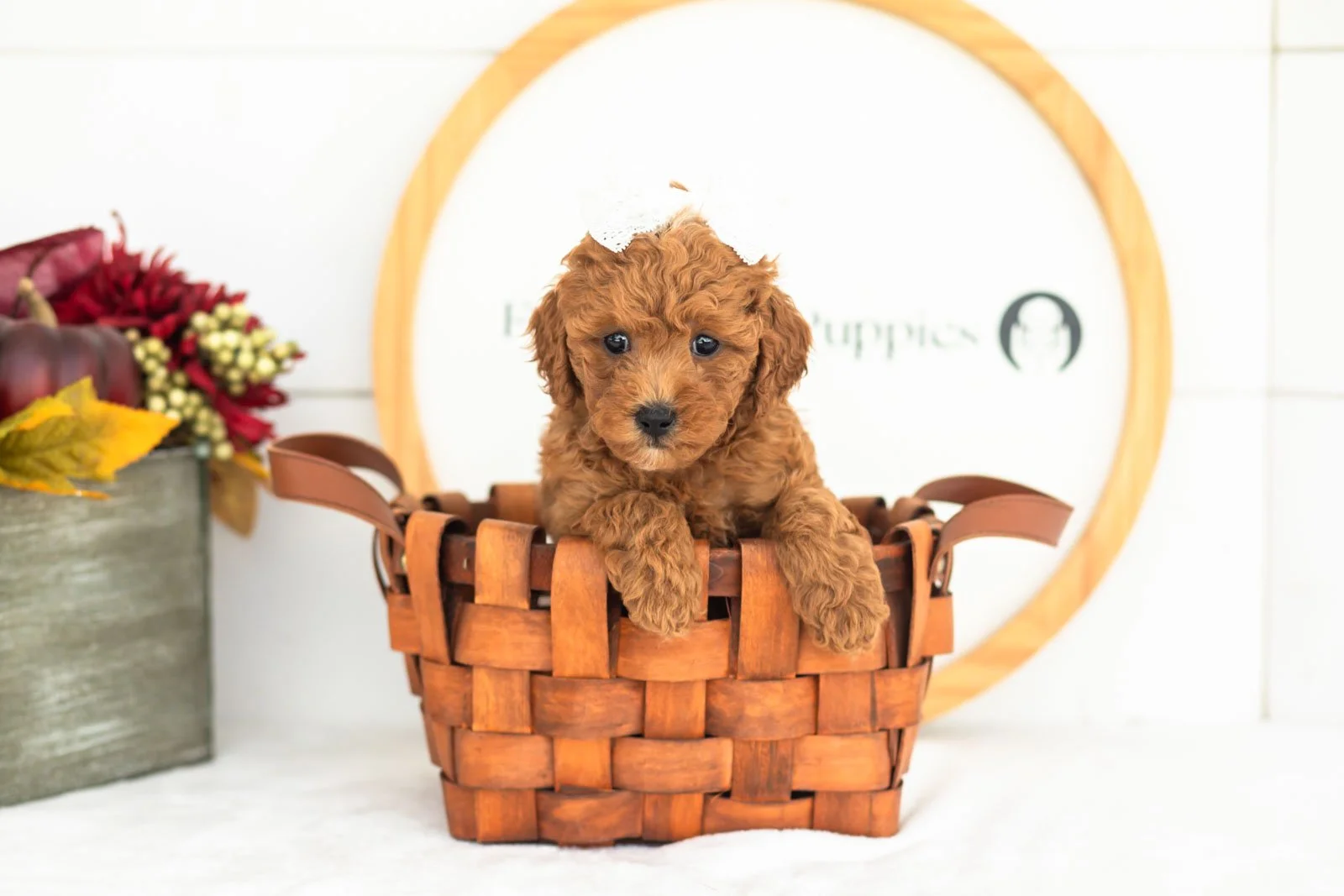 Flannel goldendoodle for sale(4).jpg
