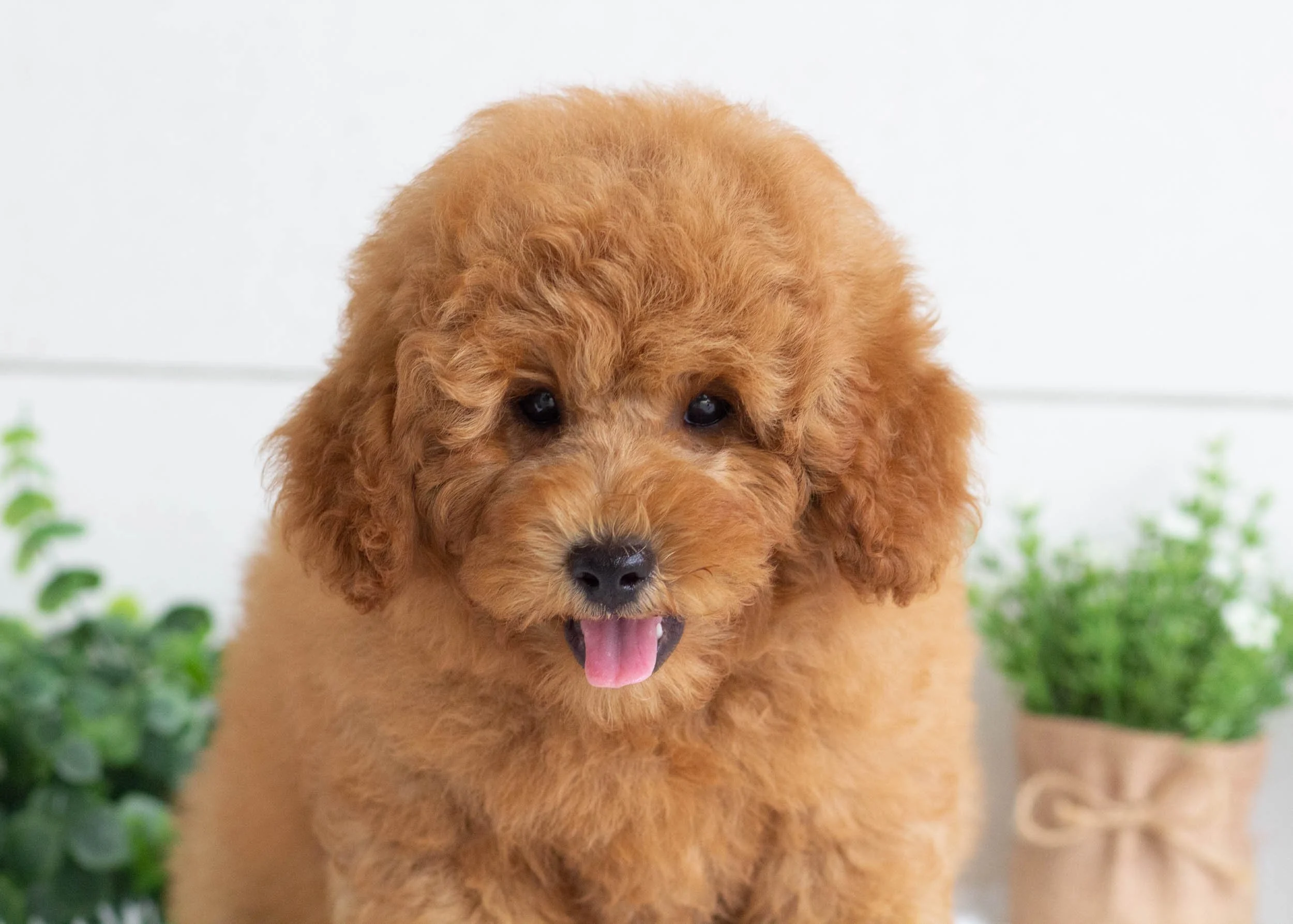 Gusgus Goldendoodle for sale..jpg