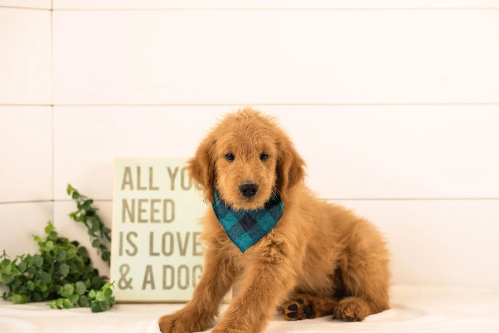 Evan goldendoodle for sale.jpg
