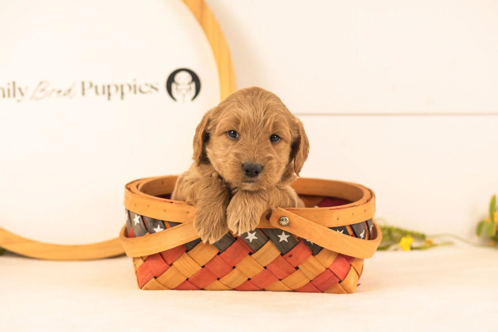 Owen goldendoodle for sale(3).jpg