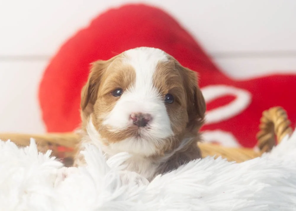 Violet goldendoodle for sale(1).jpg