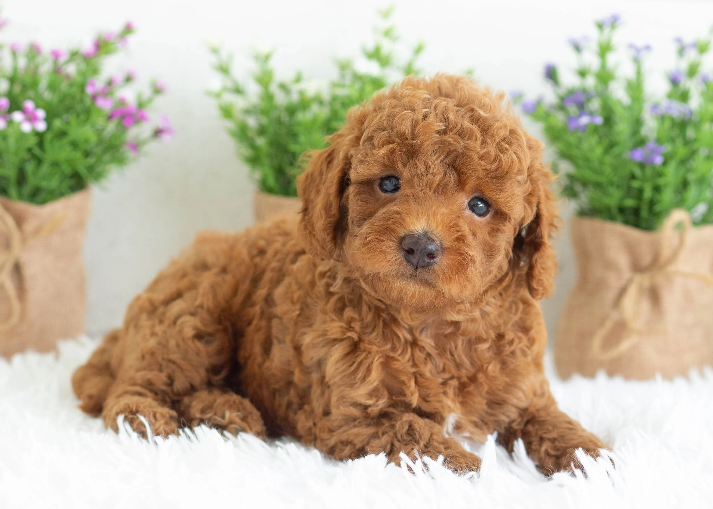 Zane Goldendoodle for sale(1).jpg