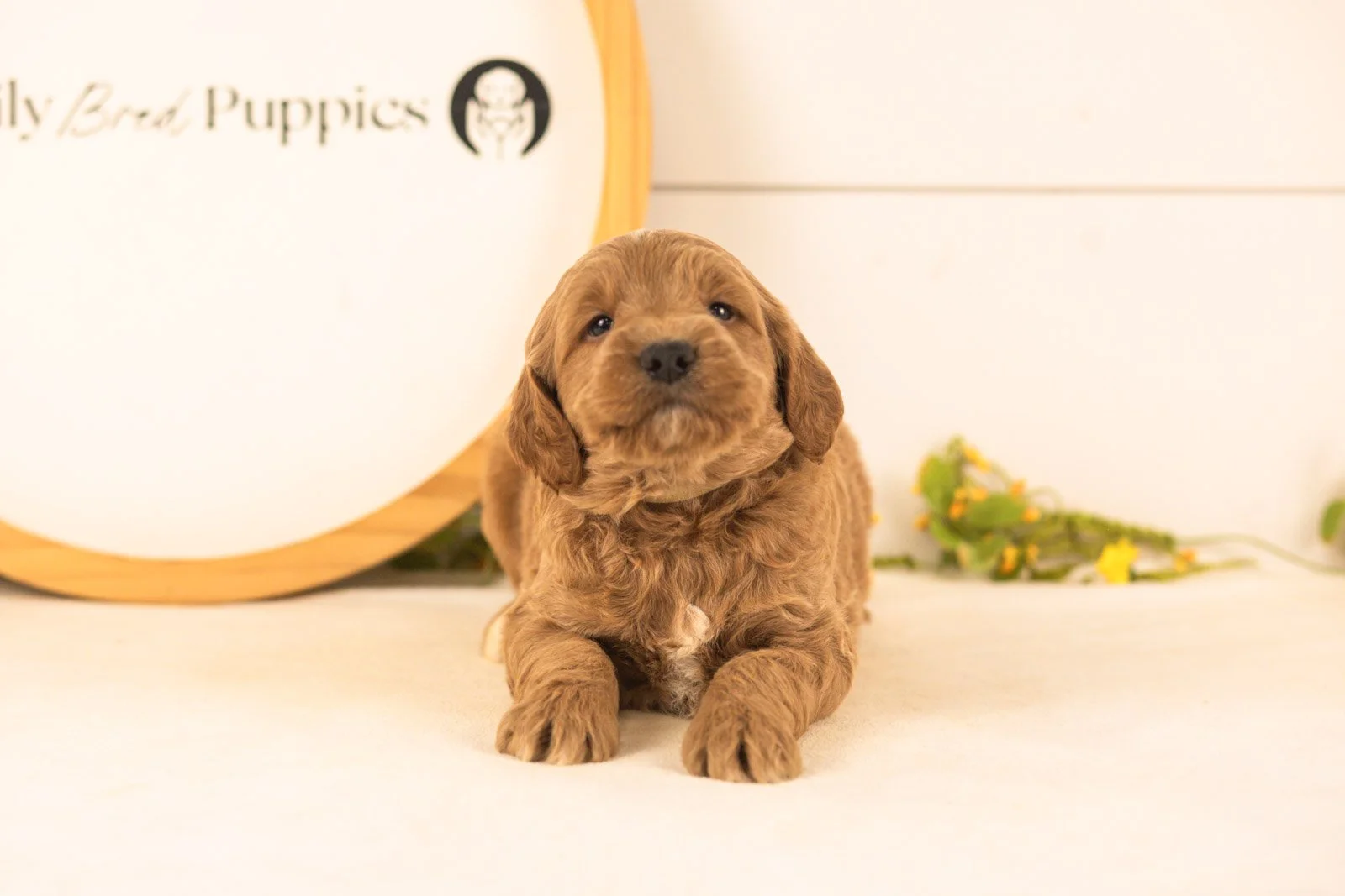 Oscar goldendoodle for sale(2).jpg