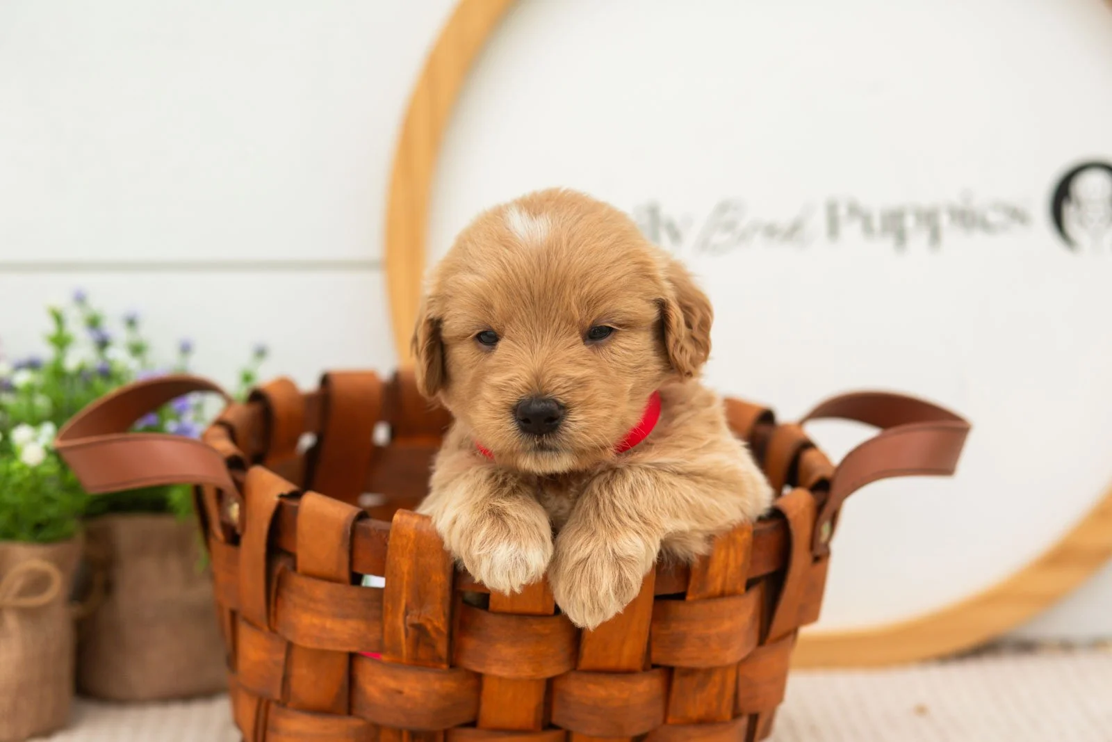 Emilia goldendoodle for sale(3).jpg