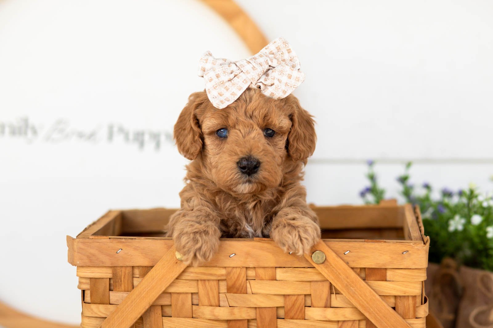 Liberty goldendoodle for sale(3).jpg