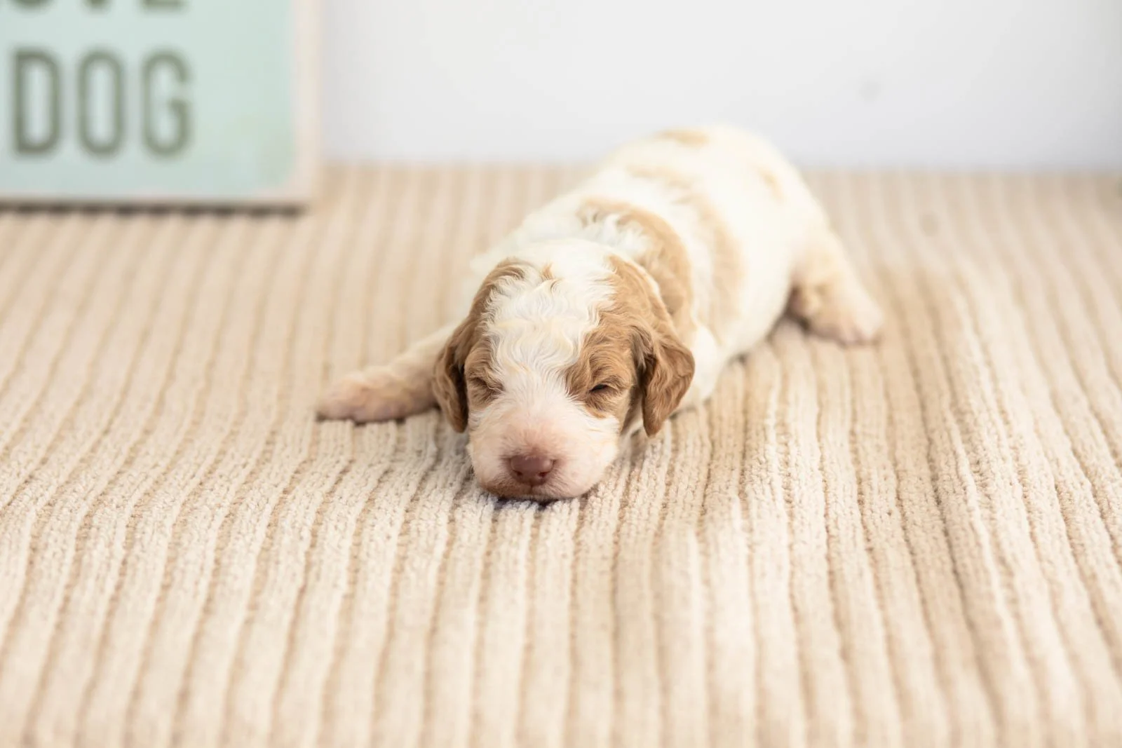 Brooks goldendoodle for sale(1).jpg