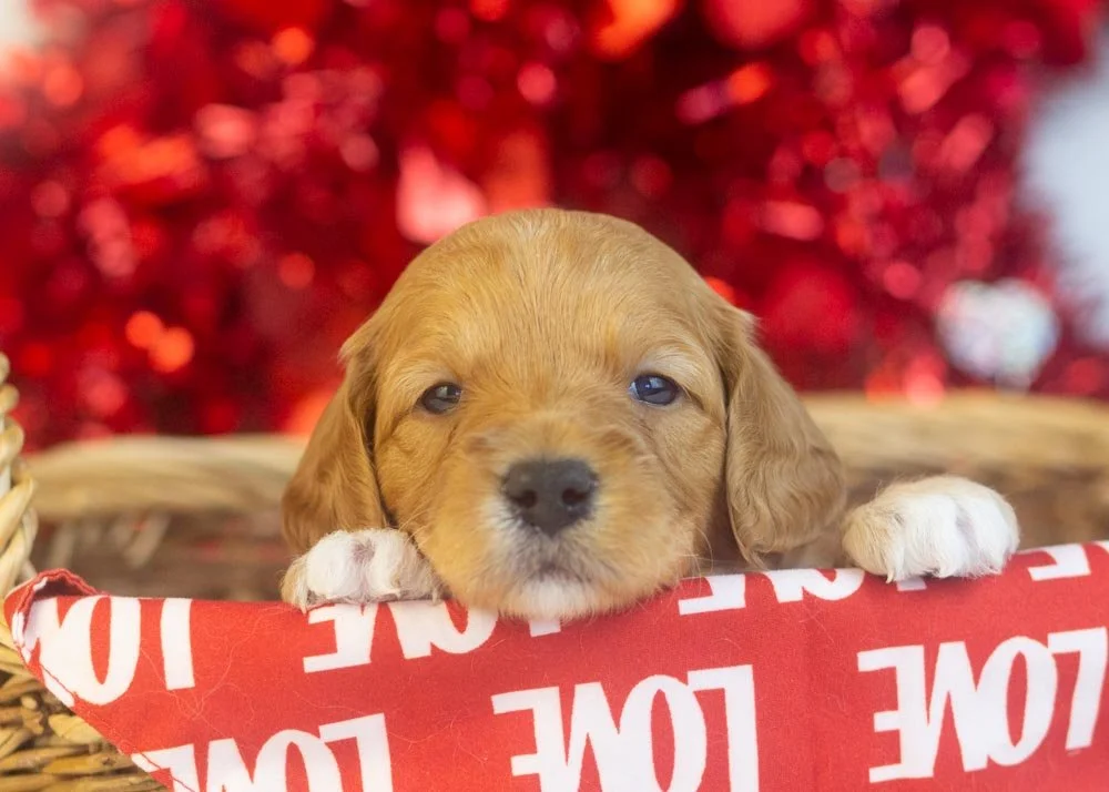 Bo Peep goldendoodle for sale.jpg