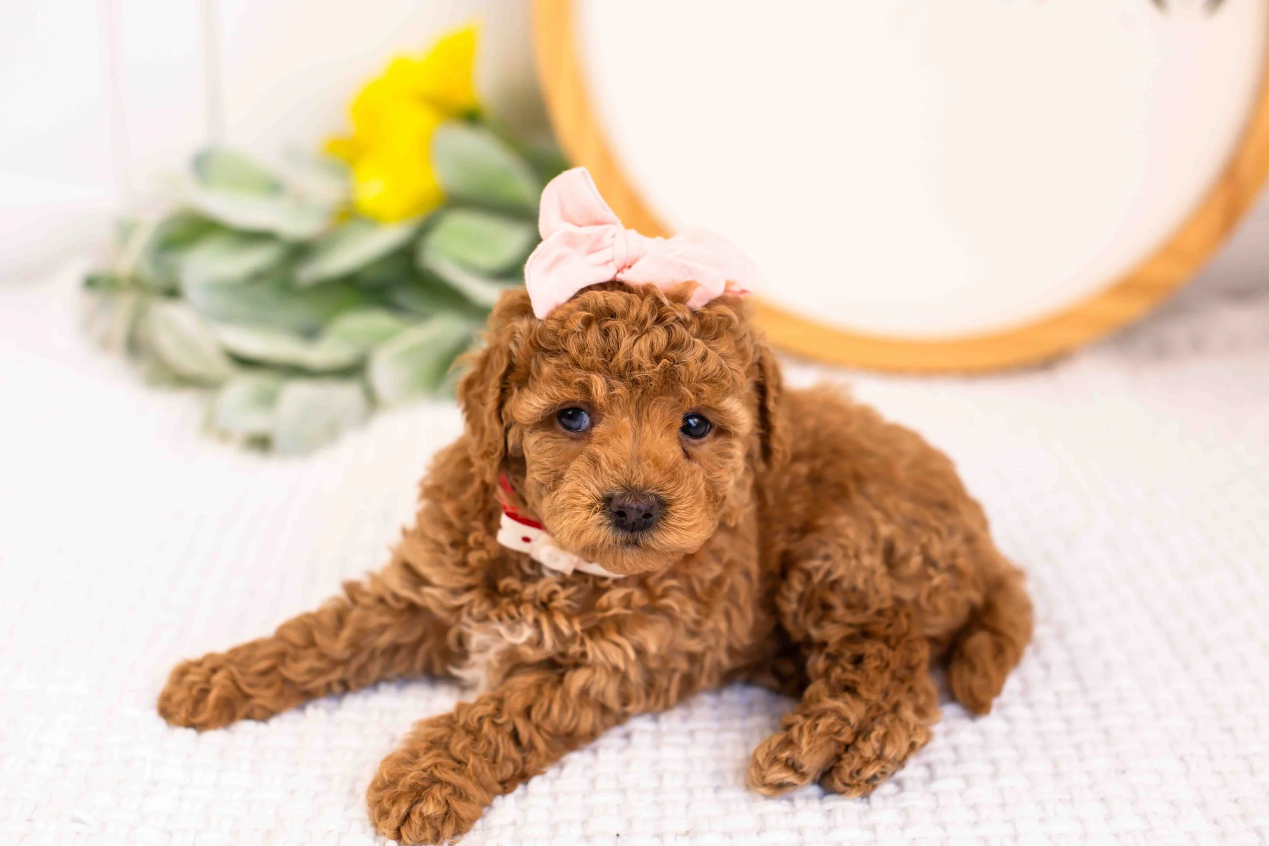 Ariel goldendoodle for sale.jpg