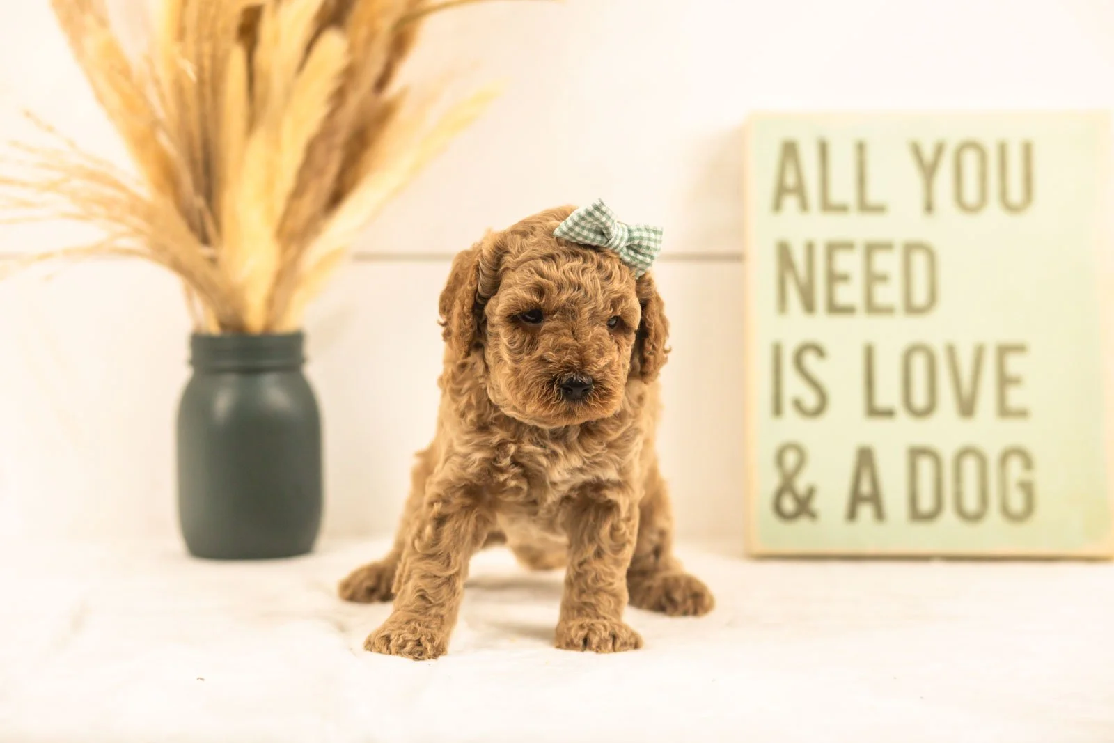 Lily goldendoodle for sale(2).jpg