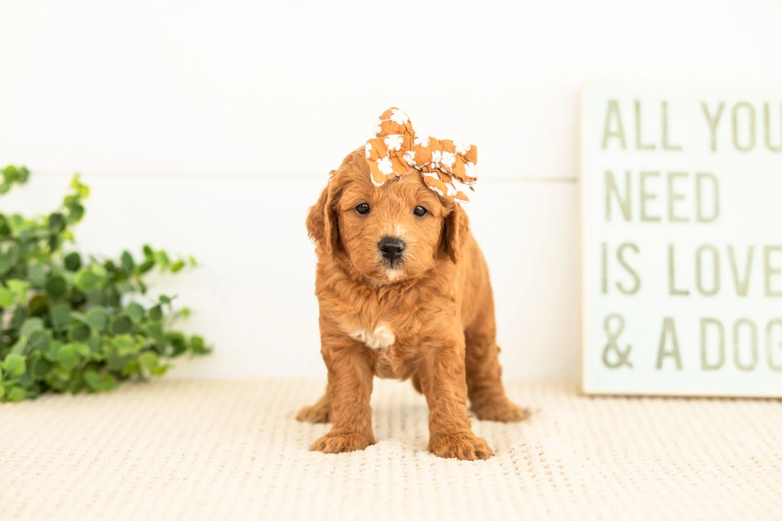 Satin goldendoodle for sale.jpg