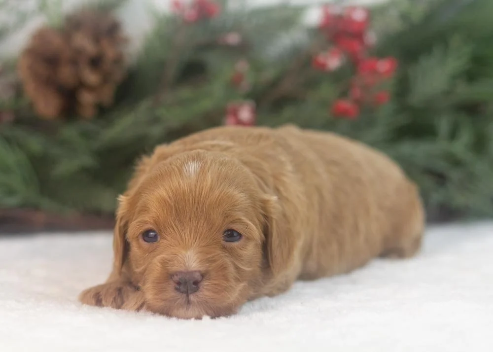 Eleven goldendoodle for sale.jpg