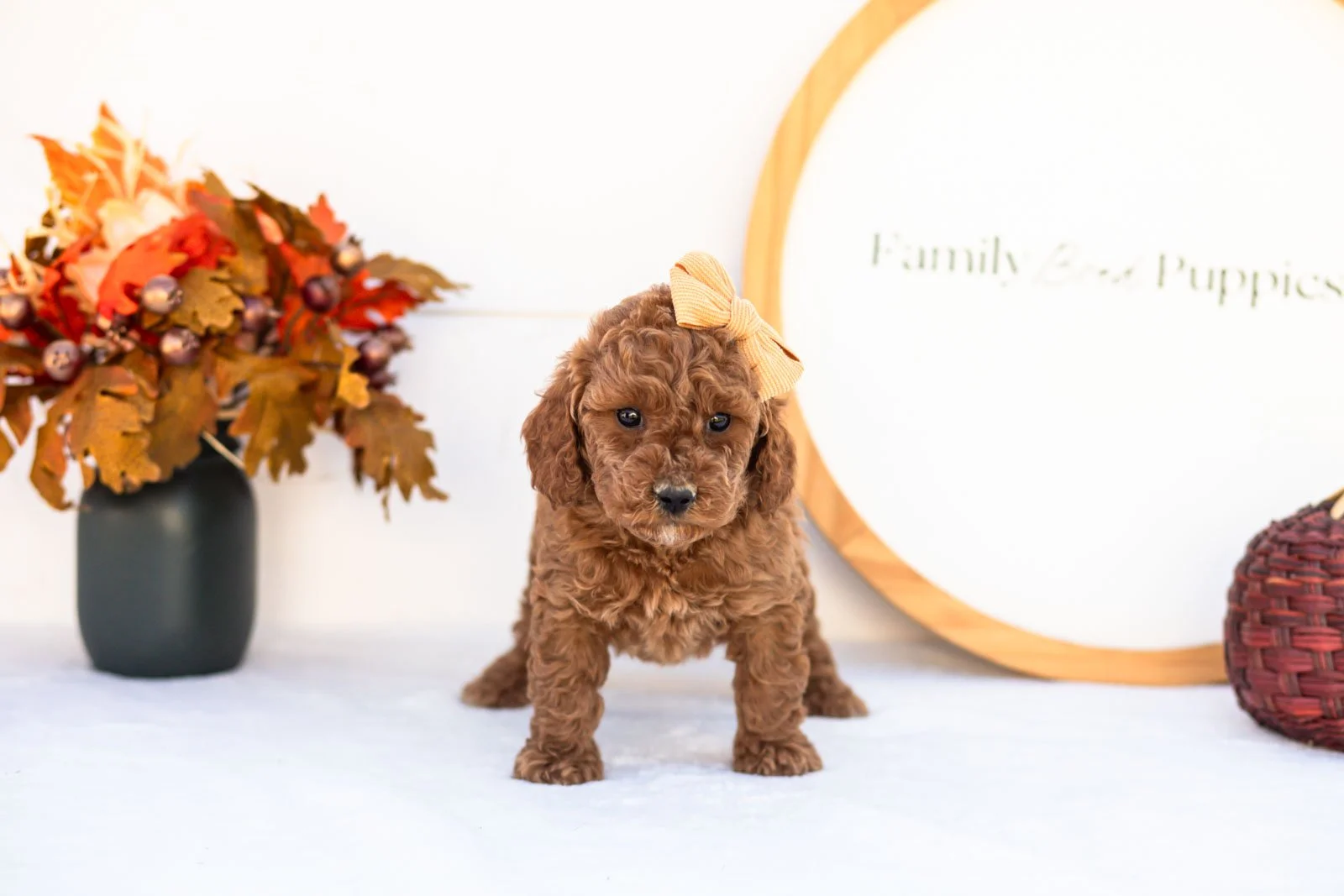 Ellie goldendoodle for sale 3.jpg