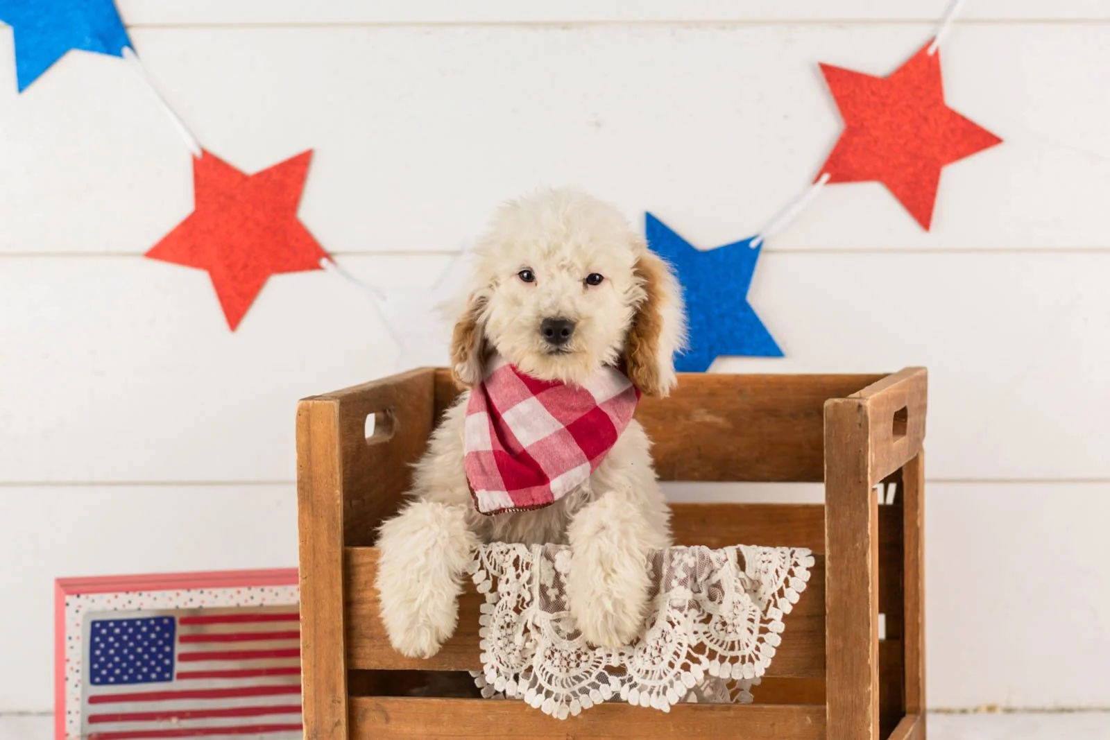 Bentley goldendoodle for sale.jpg