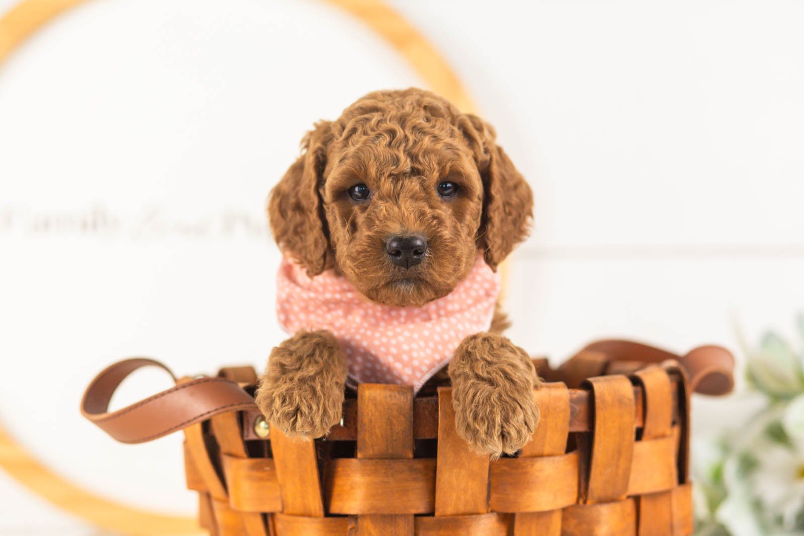 Glacier goldendoodle for sale(3).jpg