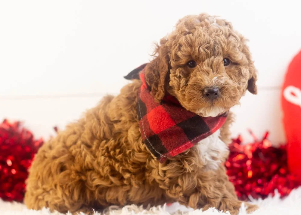 Blake goldendoodle for sale(2).jpg