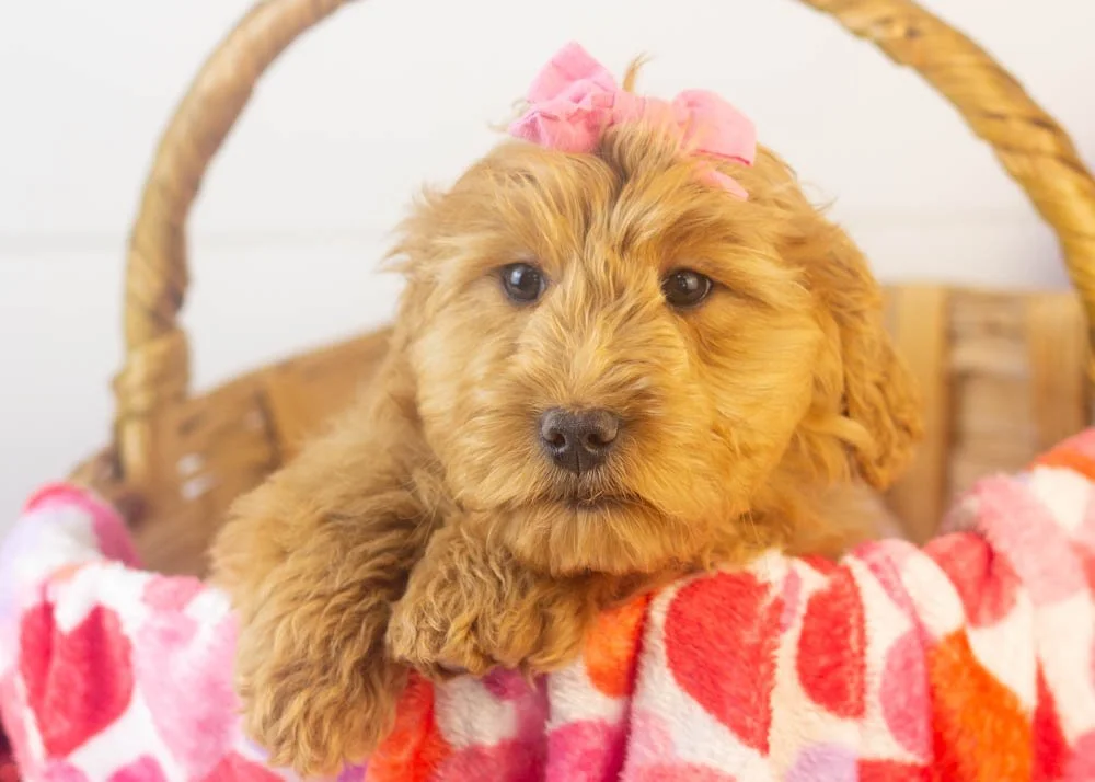 Lynx goldendoodle for sale(1).jpg