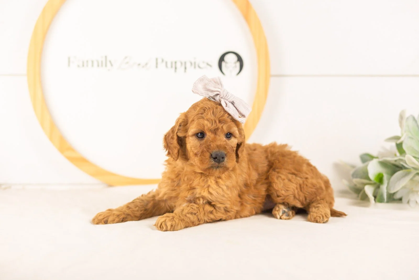 Savannah goldendoodle for sale.jpg