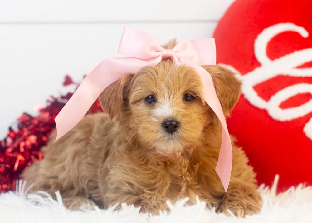 Sydney goldendoodle for sale(2).jpg