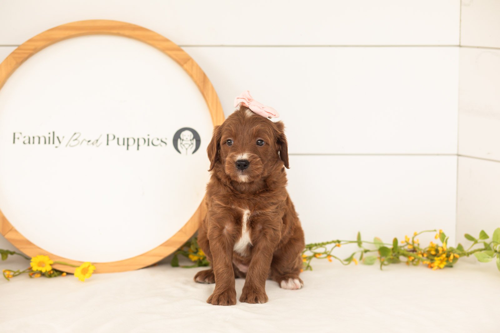 Jiggly goldendoodle for sale(2).jpg