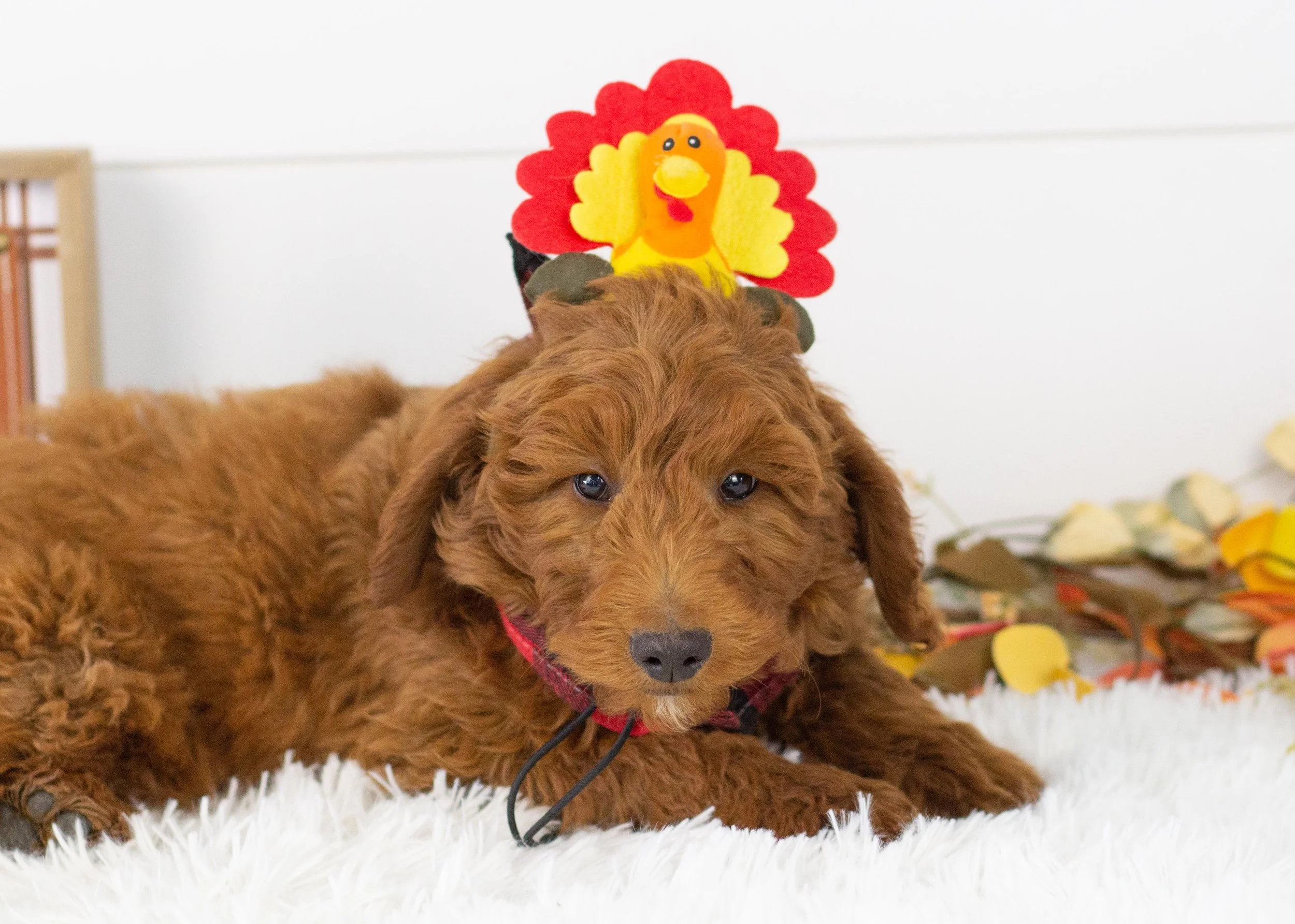 Griffin goldendoodle for sale(1).jpg
