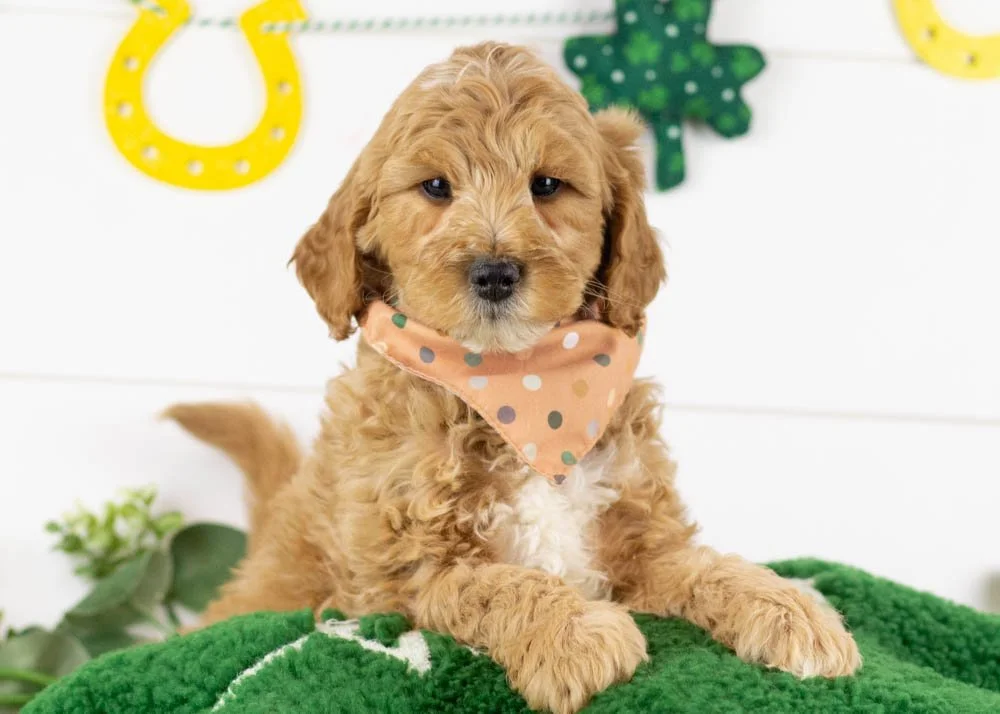 Josiah 1-1-26 Blizzard 7. 2oz.jpg