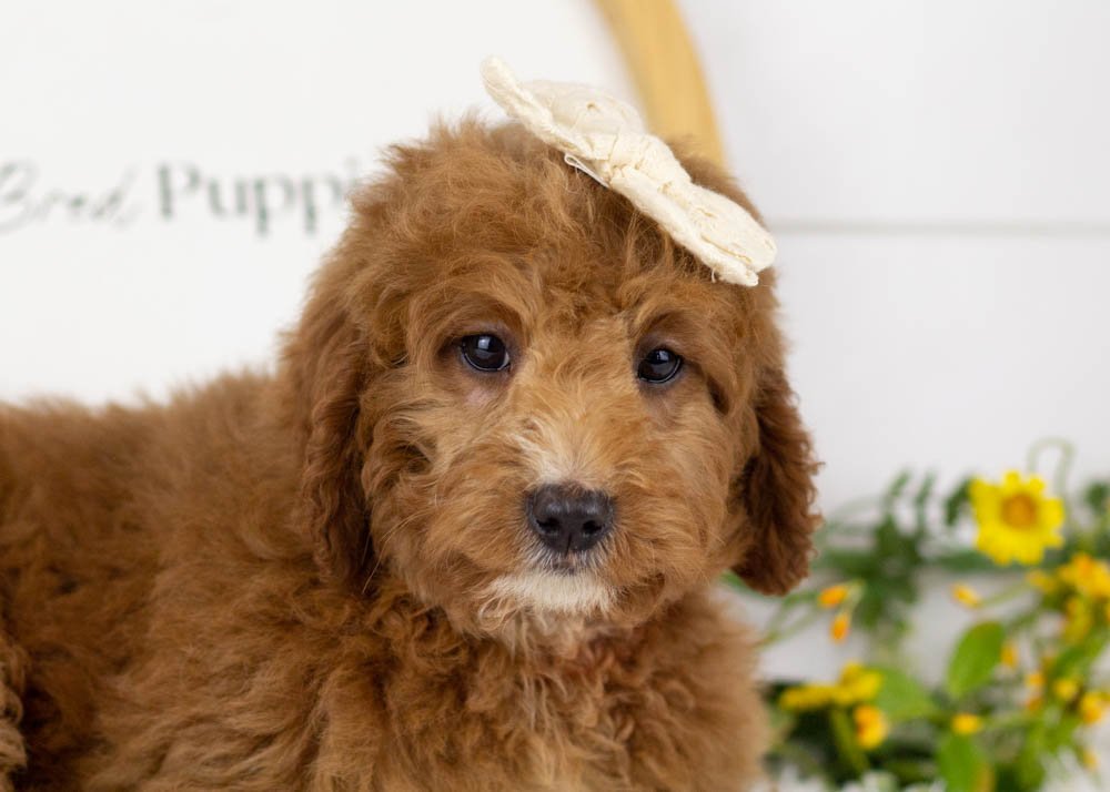 Loretta Lynn goldendoodle for sale(1).jpg