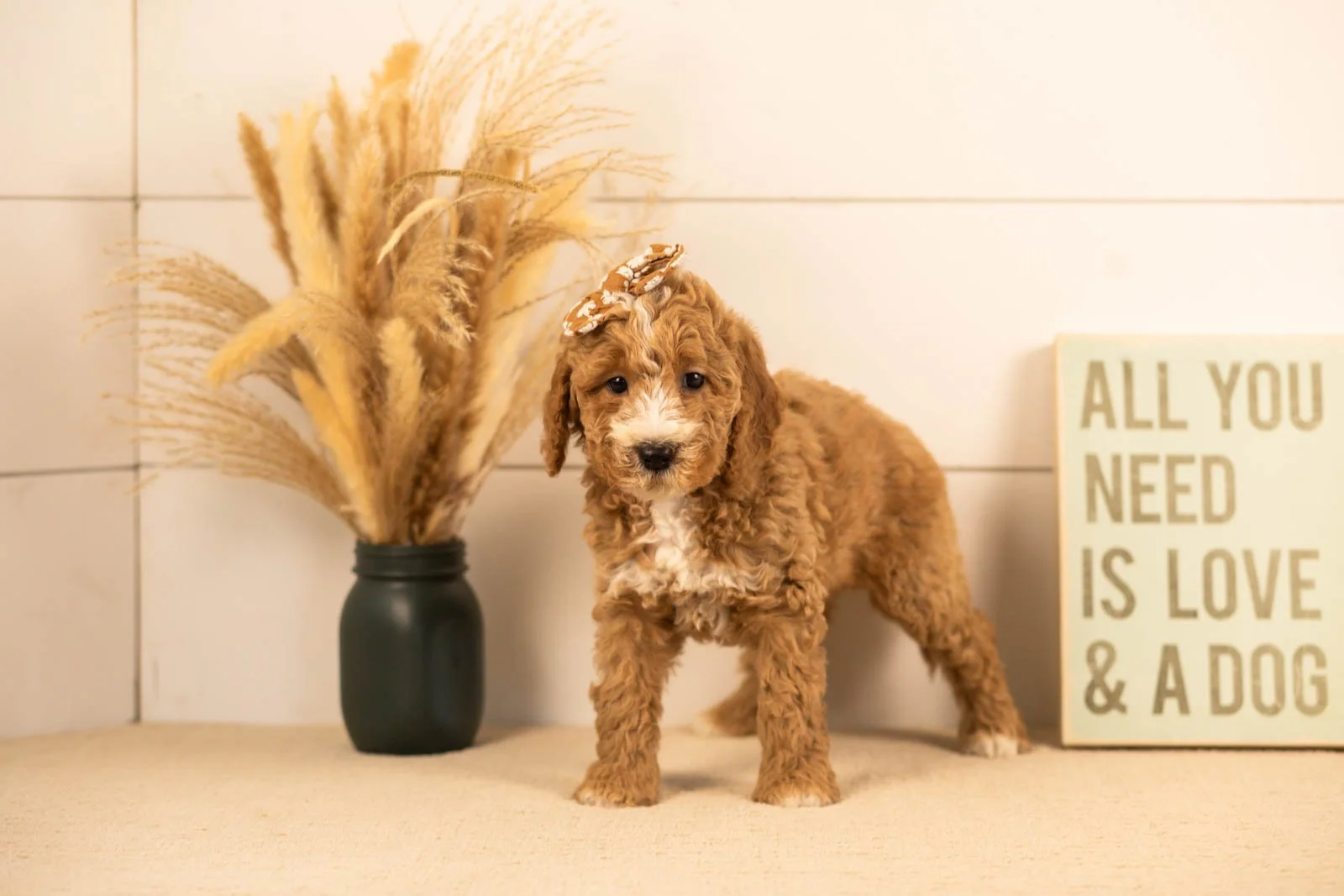 Lola goldendoodle for sale(2).jpg