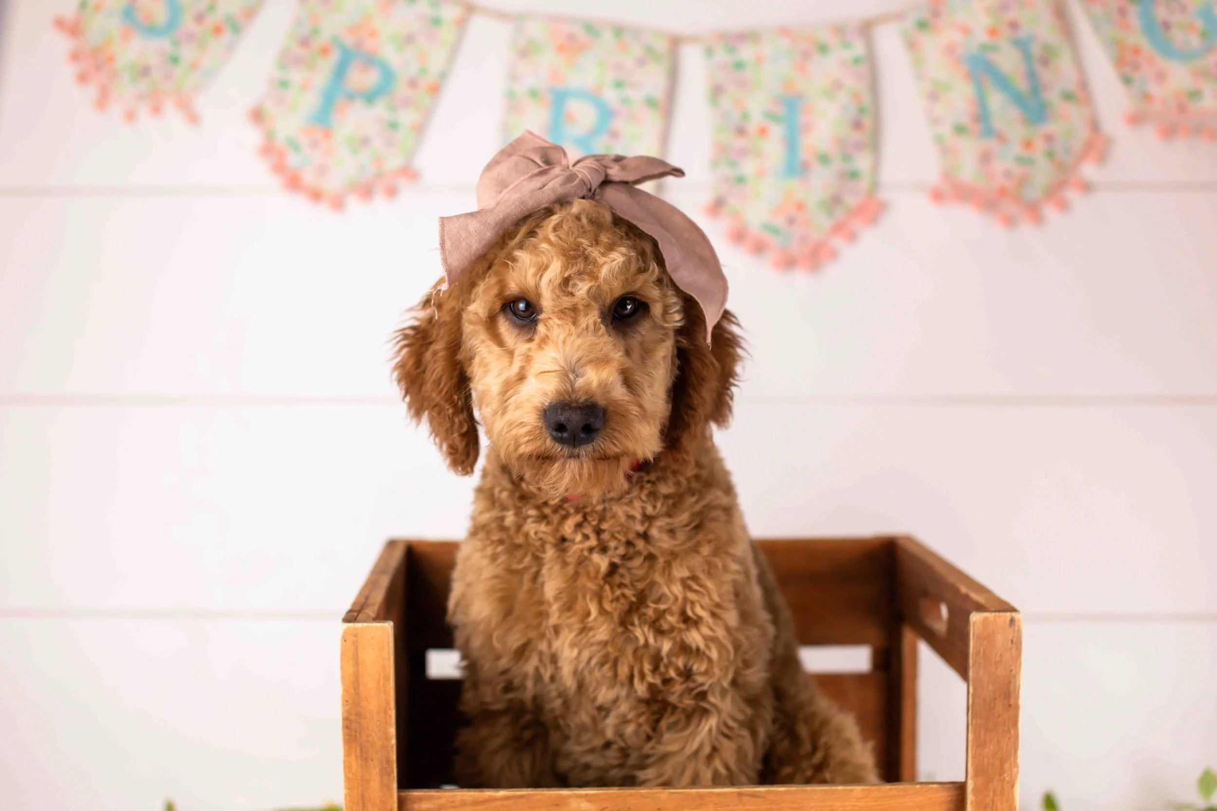 goldendoodle for sale