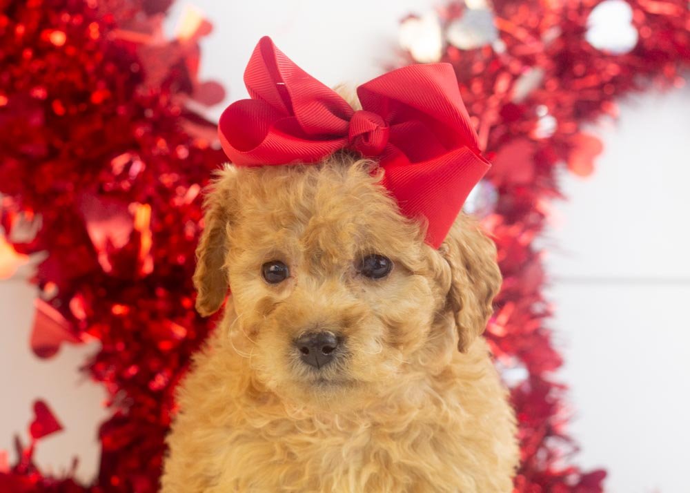 Georgia goldendoodle for sale(1).jpg