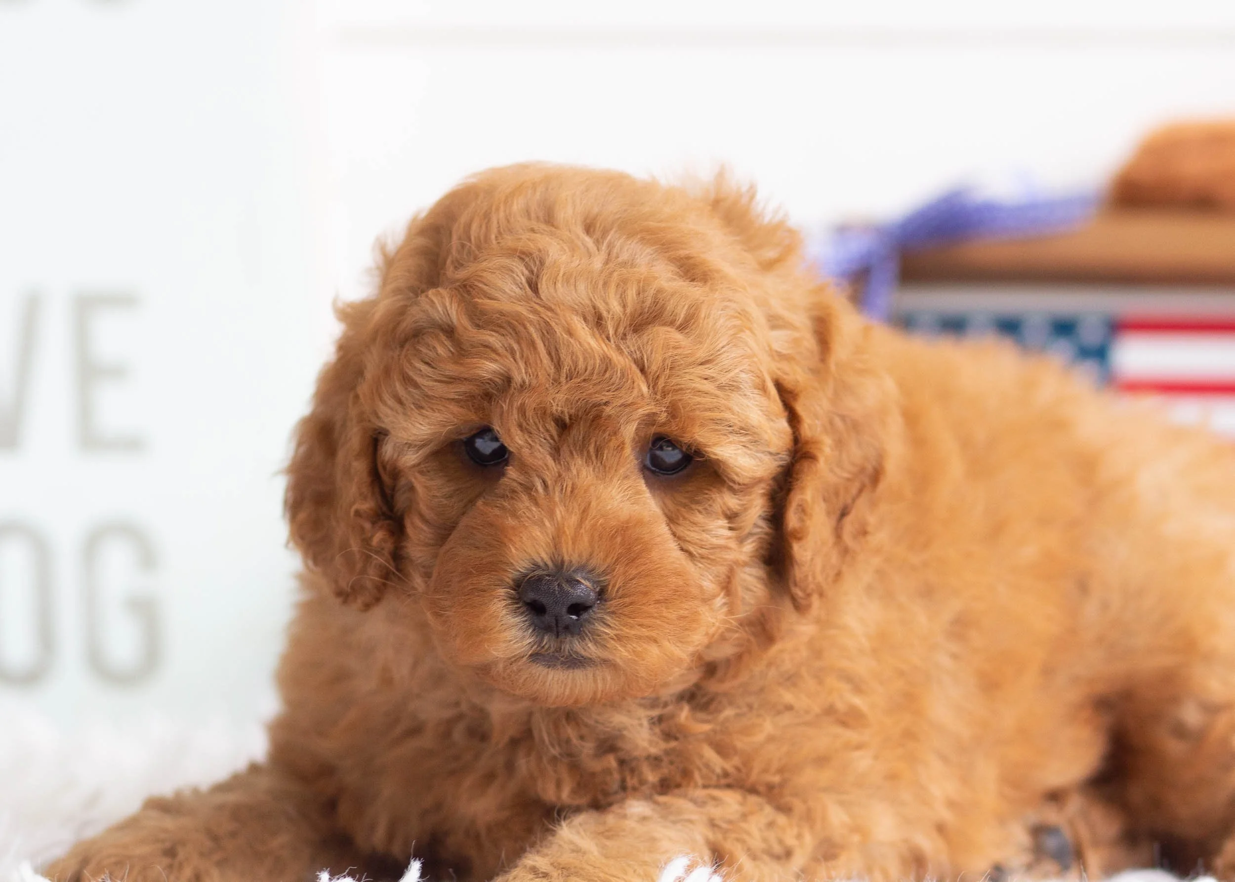 Mocha 5-6-25 GusGus 3.50-8199.jpg