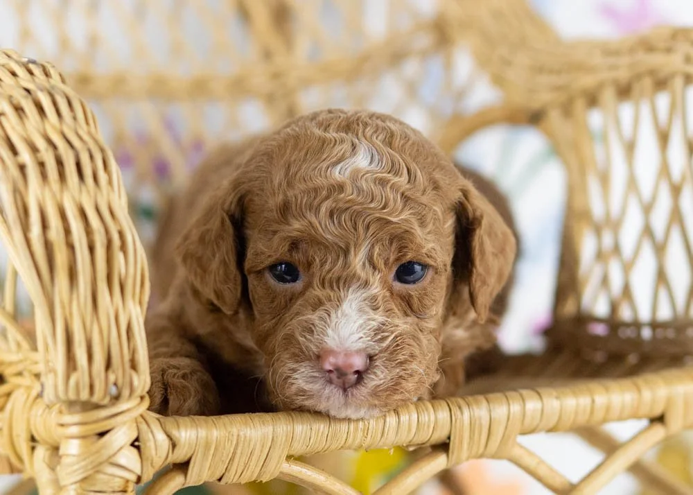 goldendoodle for sale
