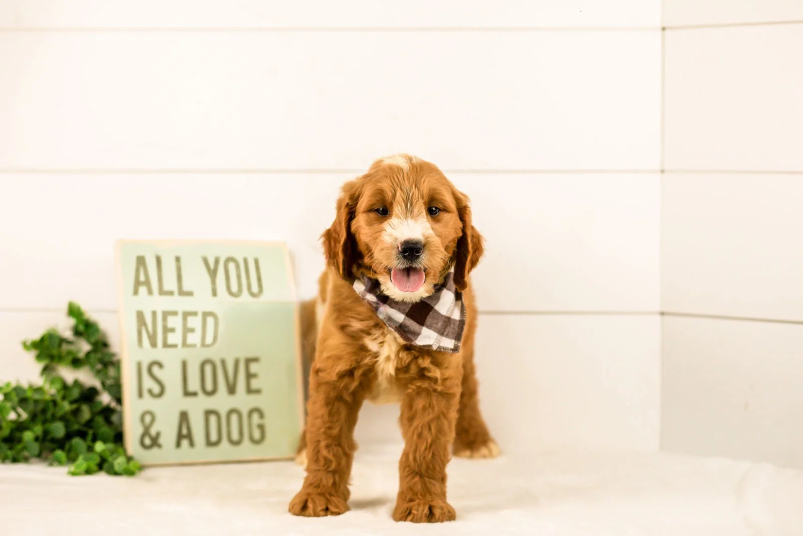 maze goldendoodle for sale(4).jpg