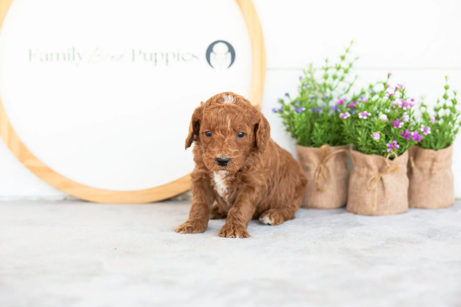 Alex goldendoodle for sale(2).jpg