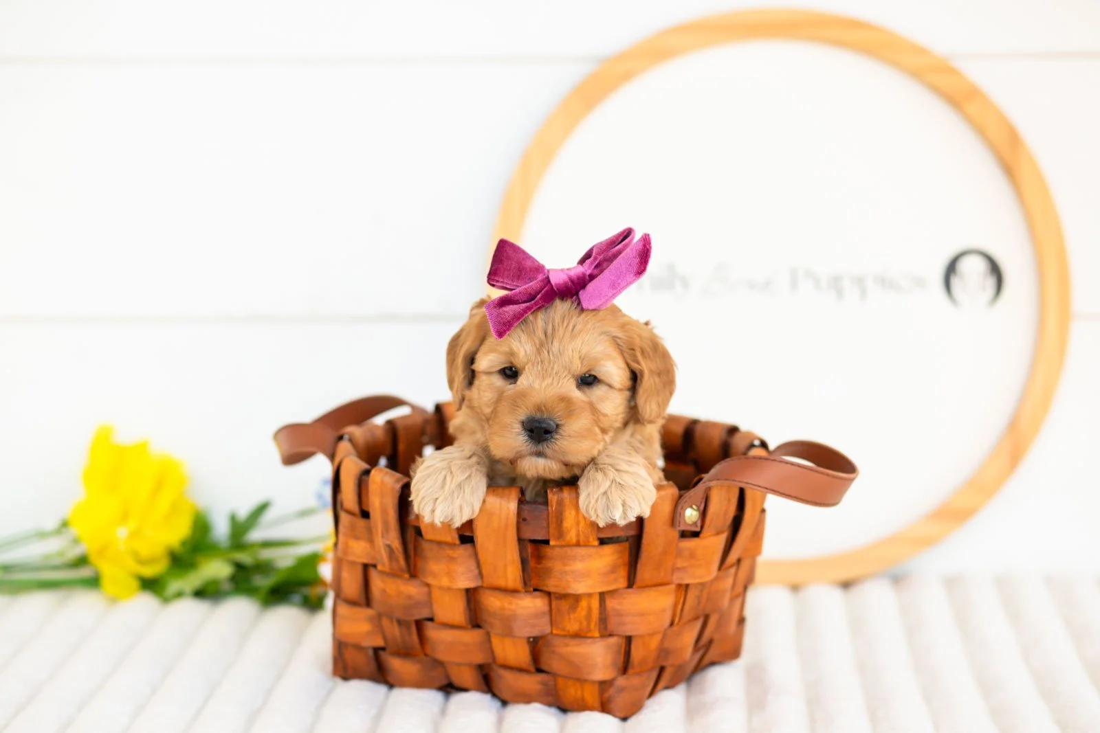 edith goldendoodle for sale.jpg