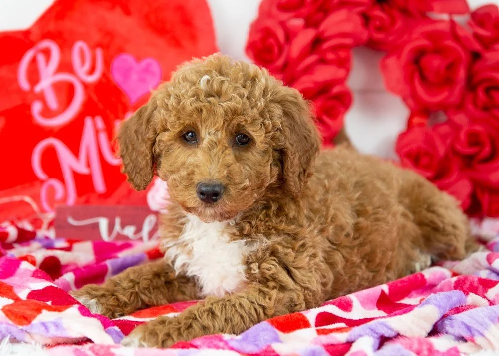 bandit goldendoodle for sale(2).jpg